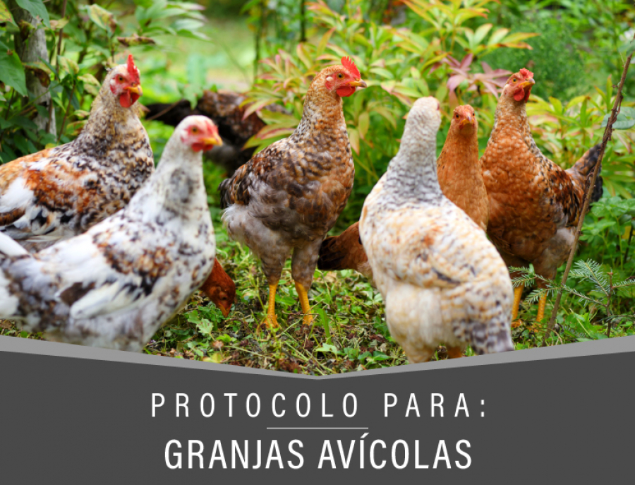 Protocolo Granjas Avicolas